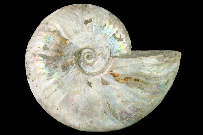 Silver Iridescent Ammonite (Cleoniceras) Fossil - Madagascar #146333